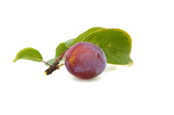 Fresh plum. — Stock Photo, Image