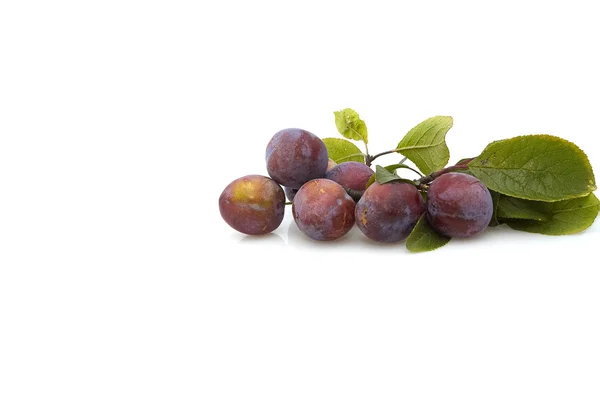 Fresh plum s on white background. — Stock Photo, Image
