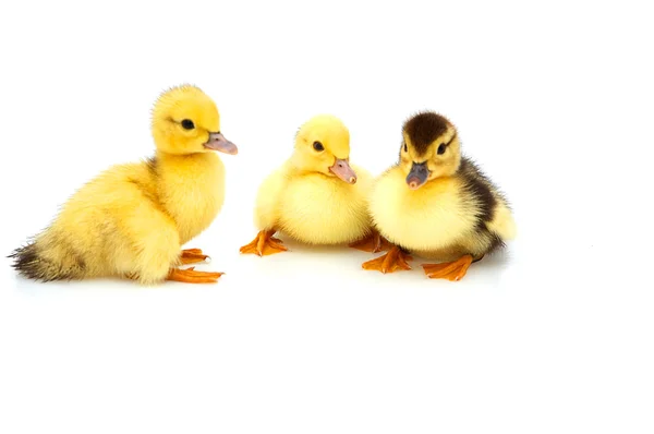 Three little duckling — Stock Photo, Image