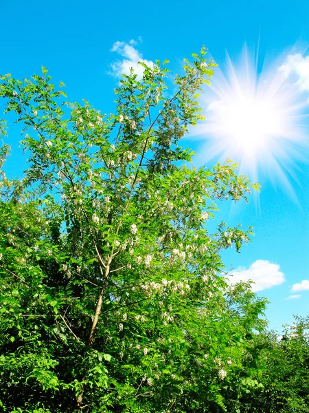 Witte acacia en blauwe hemel. — Stockfoto
