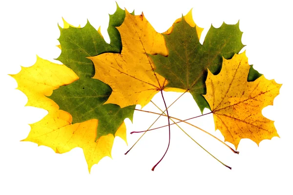 Осенний пасьянс . — стоковое фото