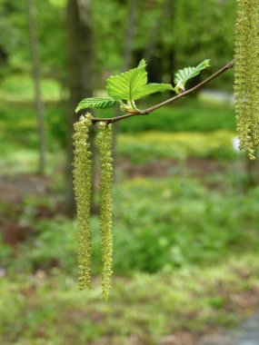 Hazelnut catkin. clipart