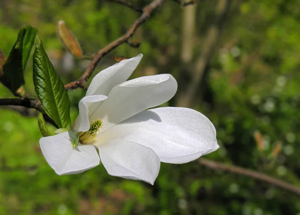 Japán magnolia. — Stock Fotó