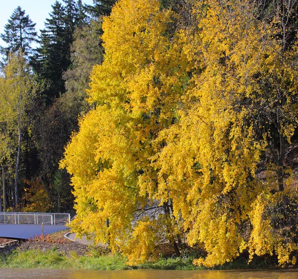 Paisagem de outono com a ponte branca . — Fotografia de Stock