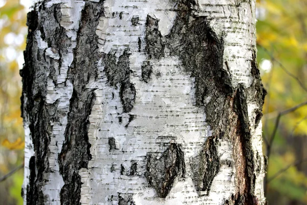 Bark of an old birch. — Stock Photo, Image