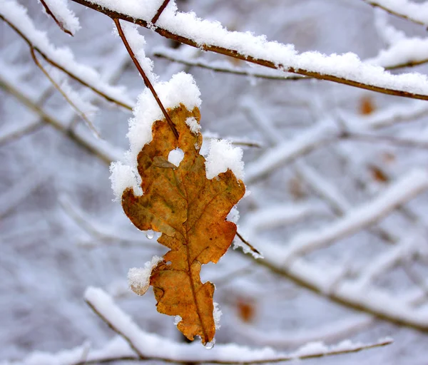 Снег на ветвях. — стоковое фото