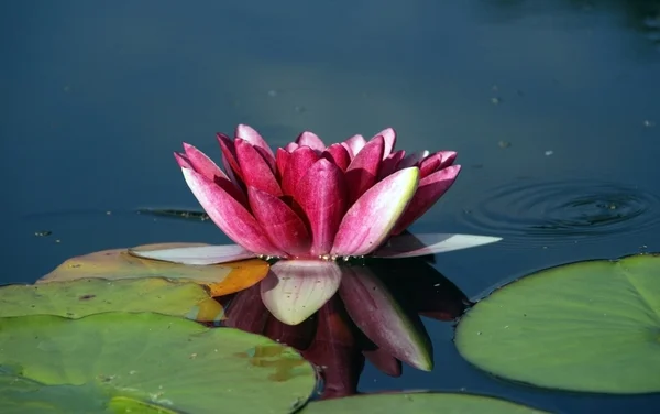 Red lotus. — Stock Photo, Image