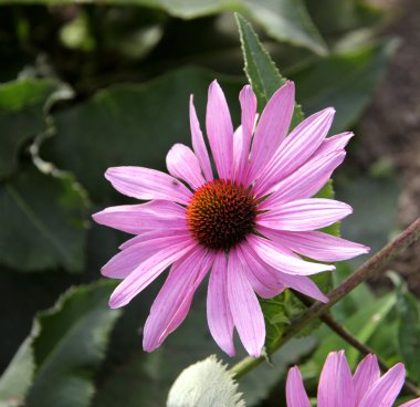 Echinacea flower. clipart