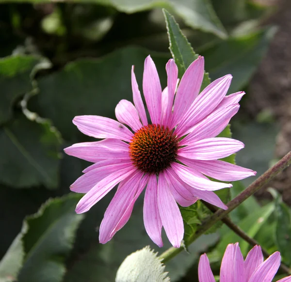 에키네시아 꽃. — 스톡 사진