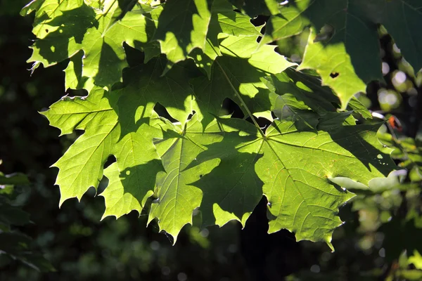 Maple leaves. — Stock Photo, Image