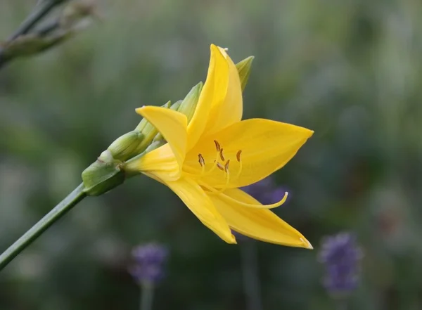 Żółta lilia. — Zdjęcie stockowe