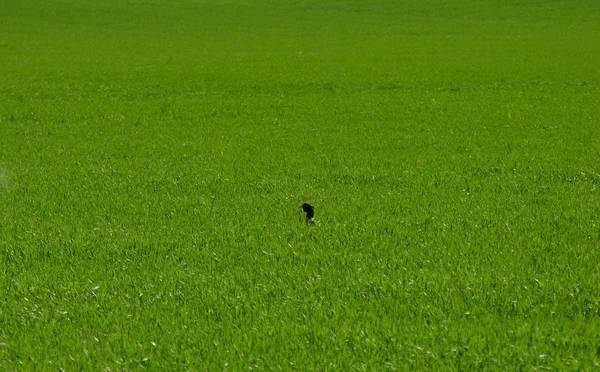 Sommaren grön. — Stockfoto