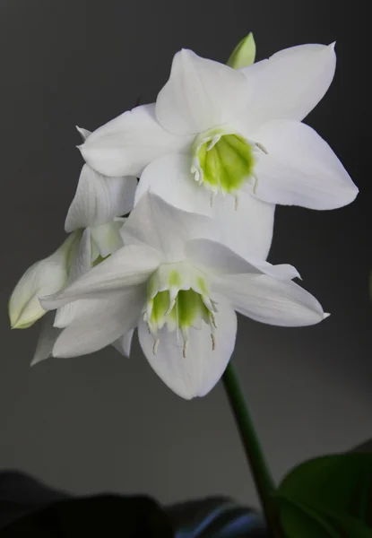 Белая лилия . — стоковое фото