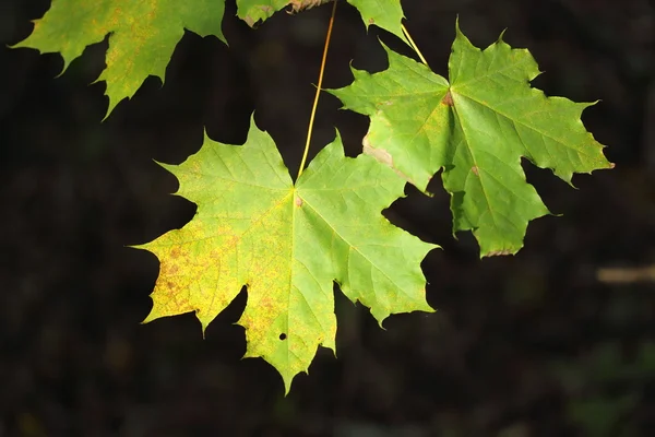 Maple leaves(II). — Stock Photo, Image