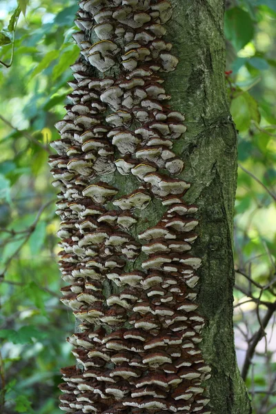 Trus houba. — Stock fotografie