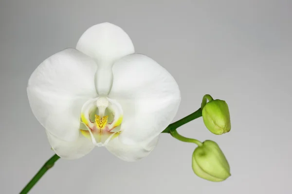 화이트 oachid. — 스톡 사진