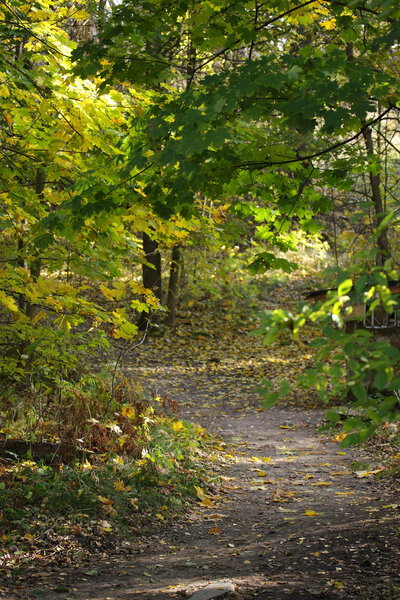 Footpath in autumn wood.