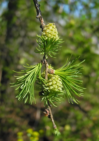 Blossoming larch. — Stock Photo, Image