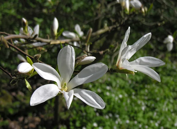 Japán magnolia. — Stock Fotó