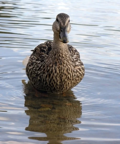Wwild duck. — Stock Photo, Image