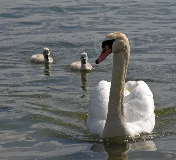 Mute swan family. — Stock Photo, Image