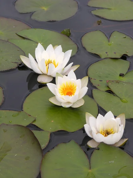 stock image White water lily.