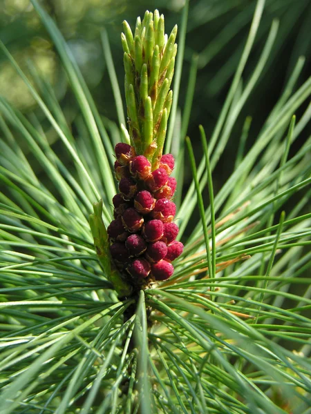 Blossoming pine. — Stock Photo, Image