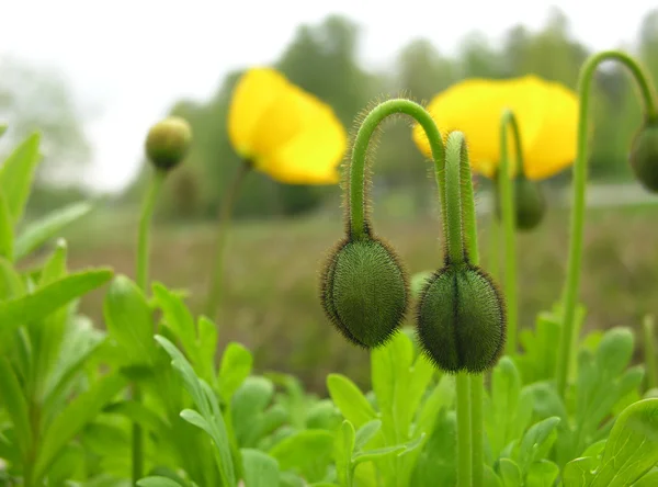 Poppy buds. — Stock Photo, Image