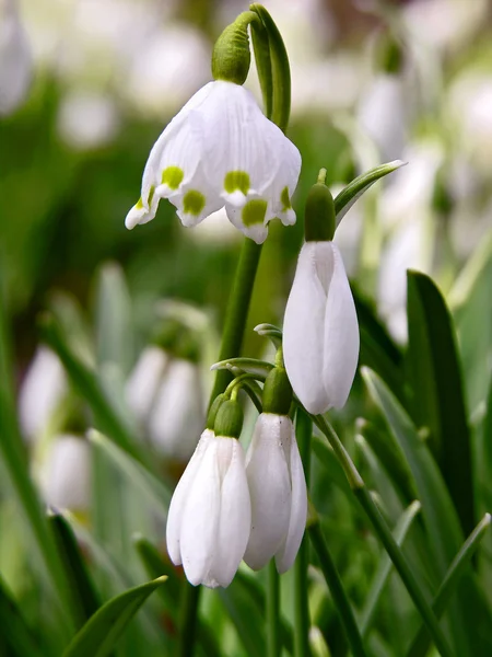 stock image White snowdrops.