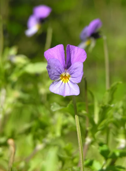 Wood violet. — Stock Photo, Image