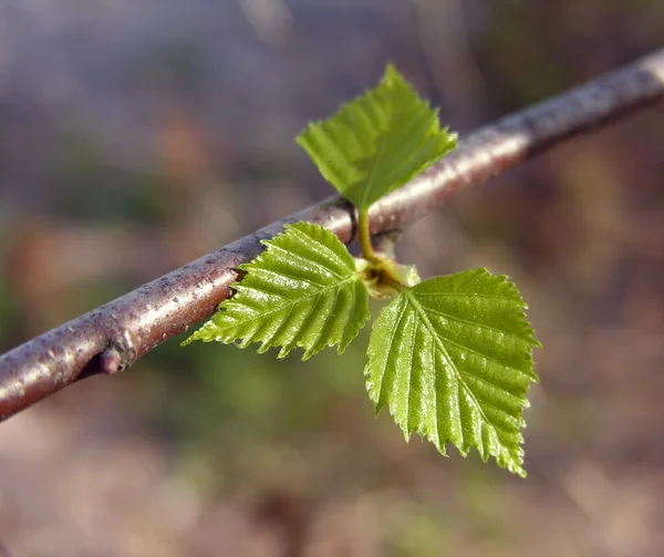 The first leaves. — Stock Photo, Image