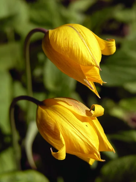 Желтые тюльпаны. — стоковое фото