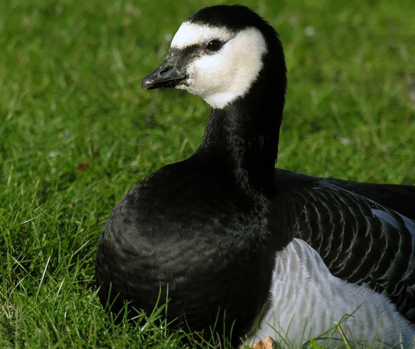 Barnacle goose. — Stock Photo, Image