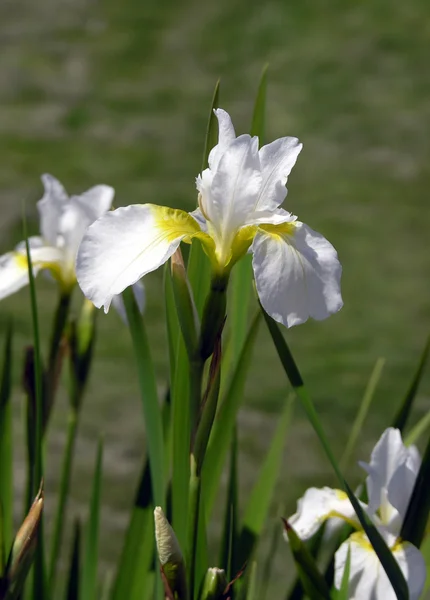 Witte iris. — Stockfoto