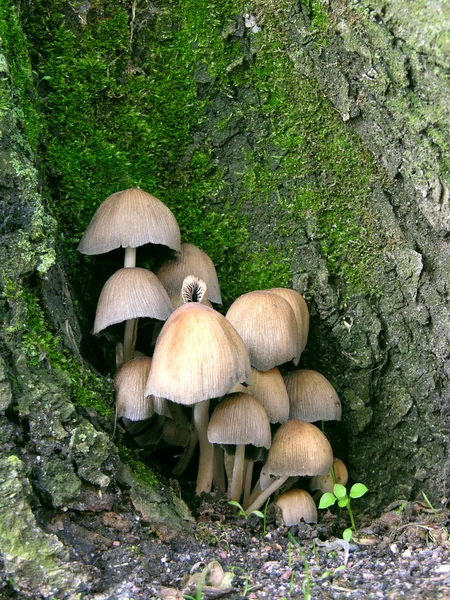 Město houby. — Stock fotografie