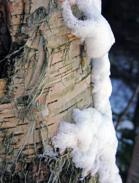 Neve em uma floresta . Imagens De Bancos De Imagens
