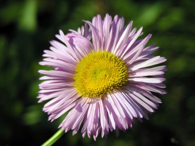 küçük chrysantemum.