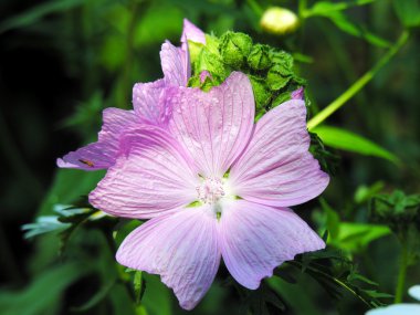 Mallow flower. clipart