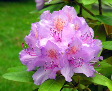 Rhododendron. clipart