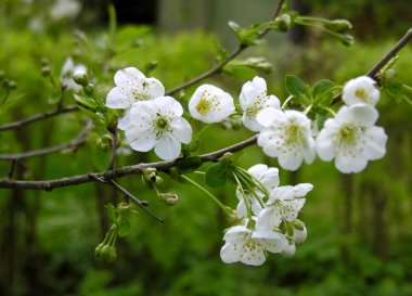 Blossoming cherry.