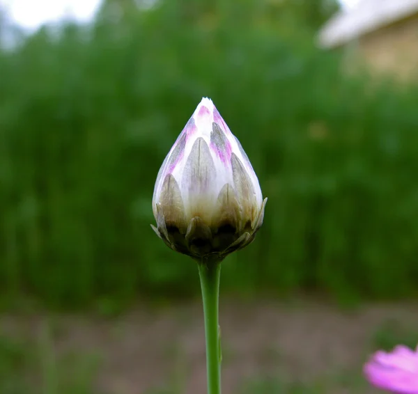 Kukkakaali . — kuvapankkivalokuva