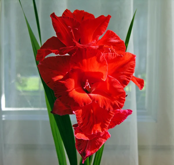 Gladiolus. — Stock Photo, Image