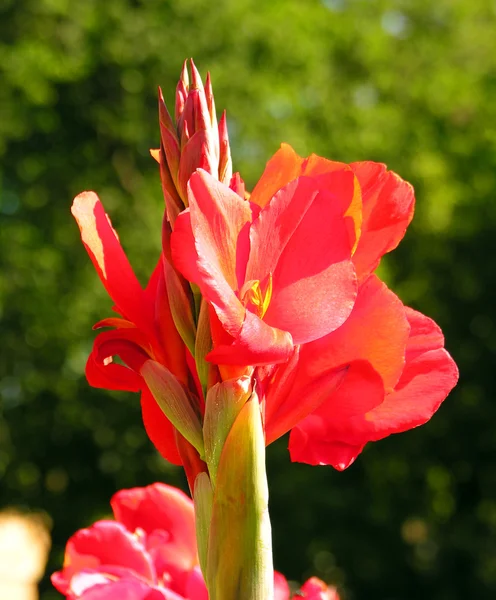 Red canna. — Stock Photo, Image