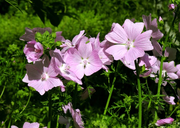 Mallow flowers. — Stock Photo, Image