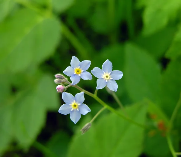 Forget-me-not. — Stock Photo, Image