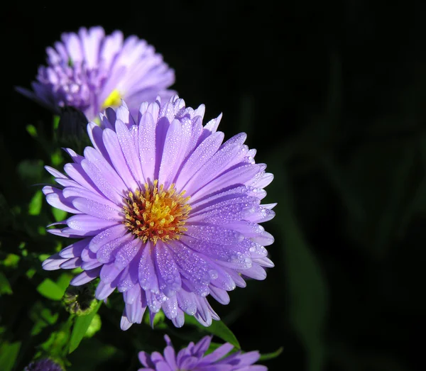 가 chrysantemum. — 스톡 사진