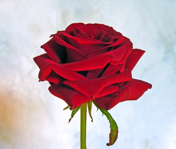 Vörös rózsa. Stock Kép