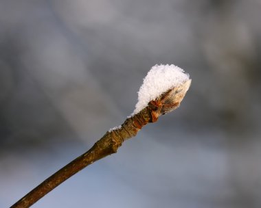 dal üzerinde kar.