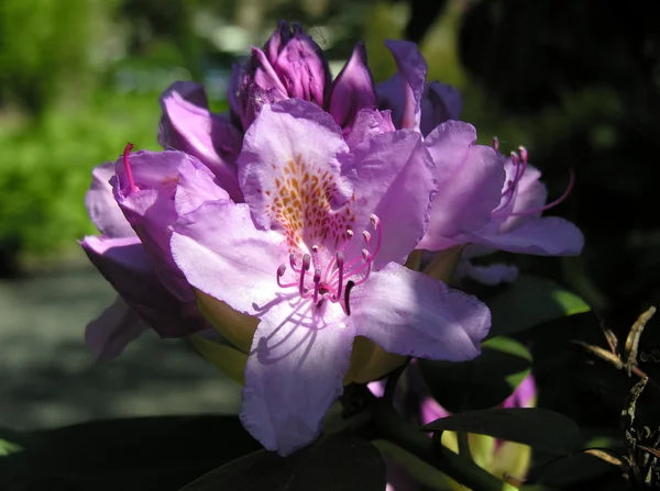 Rosaroter Rhododendron. — Stockfoto