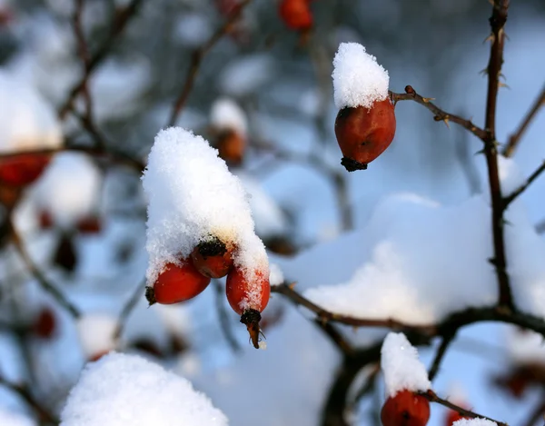 Snow on the branch. — Stock Photo, Image